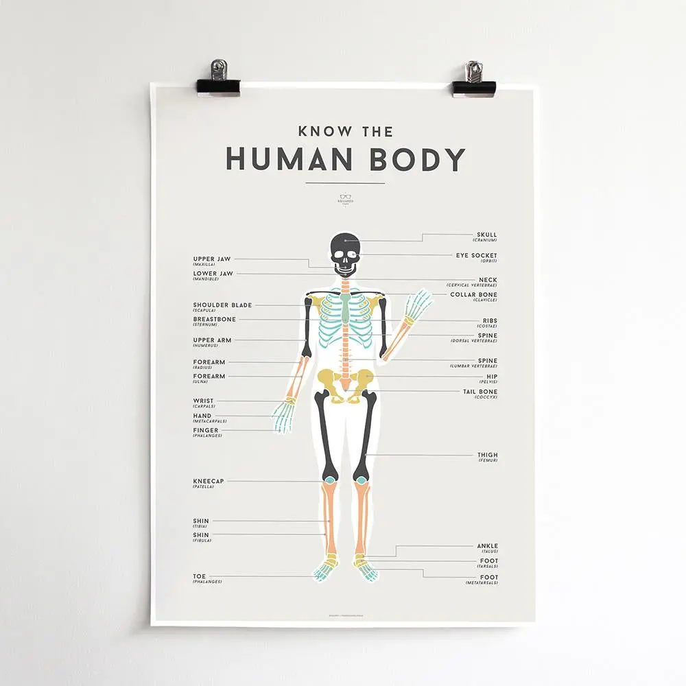 Squared Charts - Human Body 1
